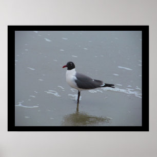 PÓSTER LAUGHING GULL POSING
