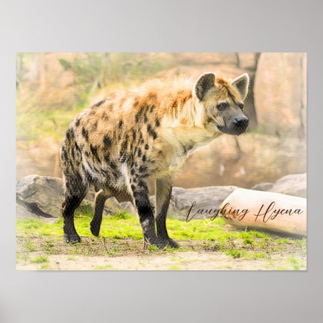 Poster Laughing Hyena (Frente)