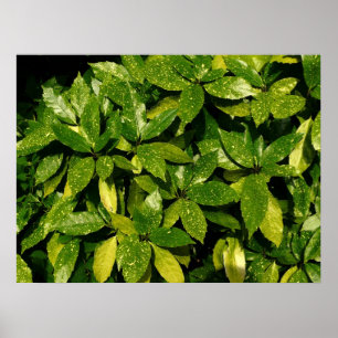 Póster Laurel, Aucuba Japonica