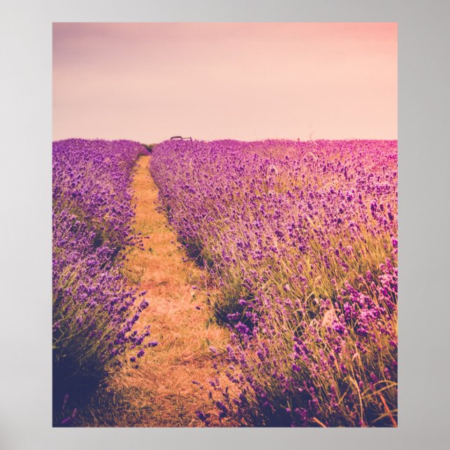 Poster Lavanda (Frente)