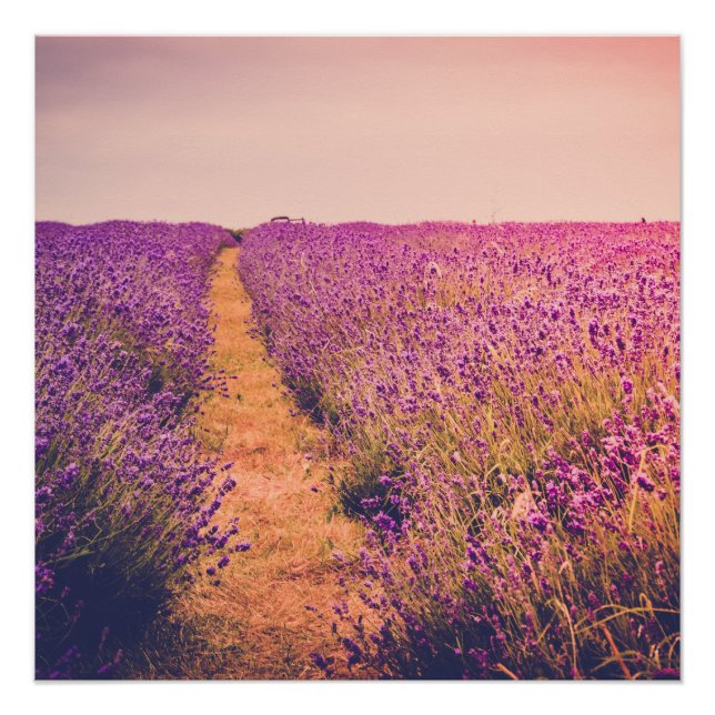 Póster Lavanda (Frente)