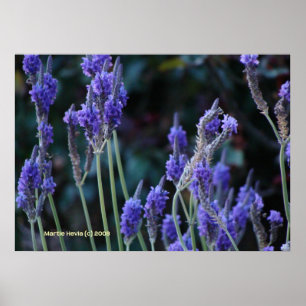 Poster Lavanda