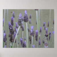 Lavanda