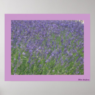 Poster Lavanda