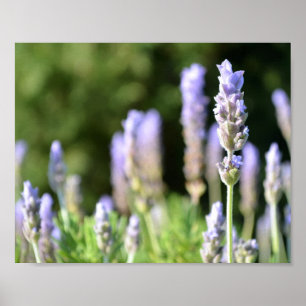 Poster lavanda