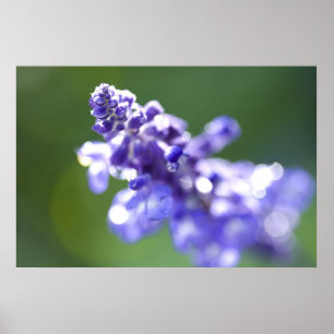 Póster Lavanda