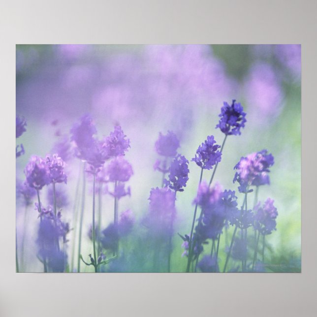 POSTER LAVANDA 2 (Frente)