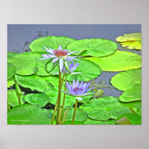 POSTER LAVANDA BLUE LOTUS BLOSSOM E BRIGHT GREEN LILLY