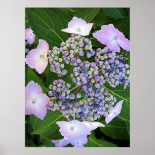 Póster Lavanda Boné Hydrangea BloPoster
