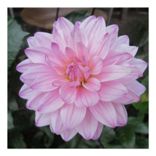 Póster Lavanda Dahlia Flower