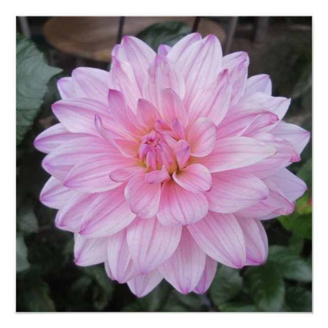 Póster Lavanda Dahlia Flower (Frente)