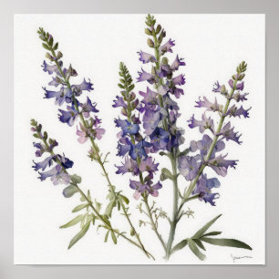 Poster lavanda de Arte Flor de Larkspur