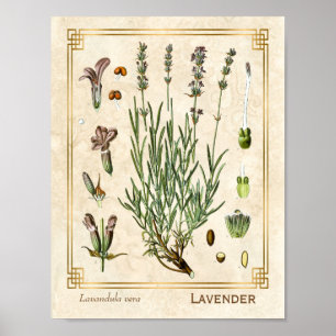 Poster Lavanda De Plantas De Arte Vintage