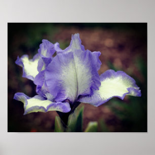 Poster Lavanda E Flor Íris De Cuba Branca