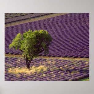 Póster Lavanda em High Provence, França