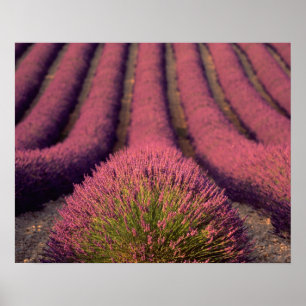 Poster Lavanda em High Provence, França 2