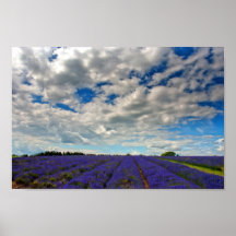 Lavanda Field Summer Flowers Cotswolds Inglaterra