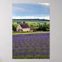 Lavanda Field Summer Flowers Cotswolds Inglaterra