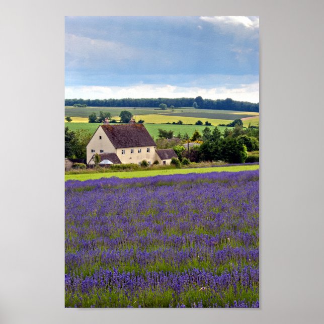 Poster Lavanda Field Summer Flowers Cotswolds Inglaterra (Frente)