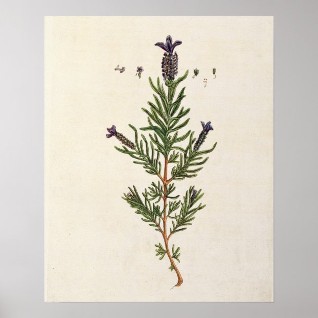 Póster Lavanda francesa, placa 241 de "A Curiosa Herbal" (Frente)