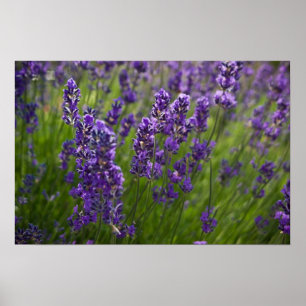Póster Lavanda Lavendel