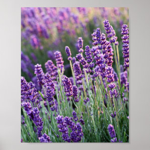 Poster Lavanda Lusciosa