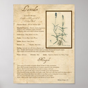 POSTER LAVANDA MAGICK HERB