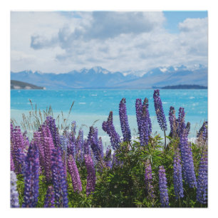 Póster lavanda na costa do lago