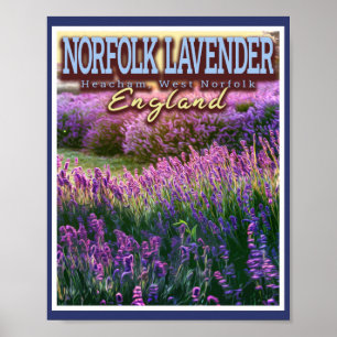 POSTER LAVANDA NORFOLK - LAVANDA NORFOLK ENGLAND DO CAMPO