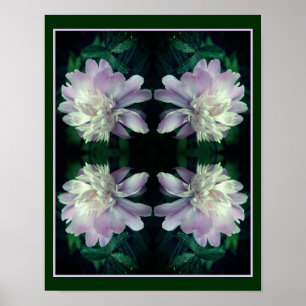 Poster Lavanda Peony Flower In BloAbstrato