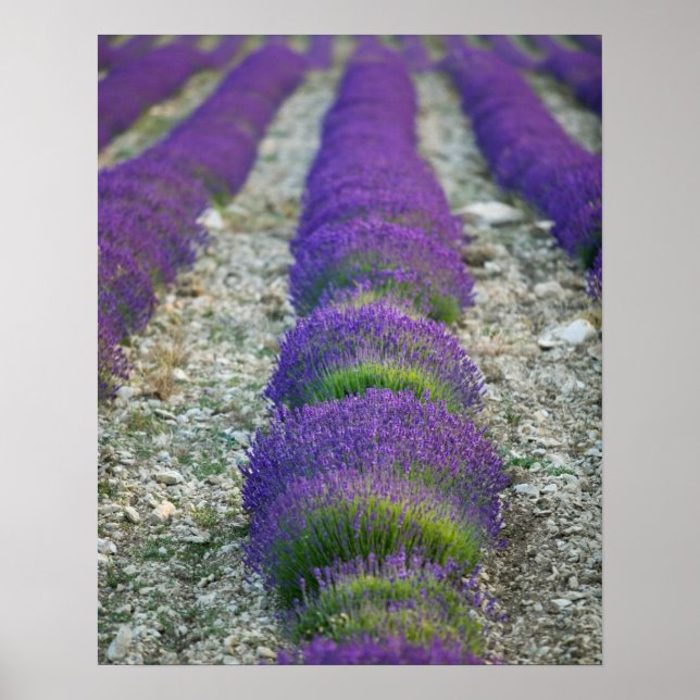Póster Lavanda, Provença, França (Frente)