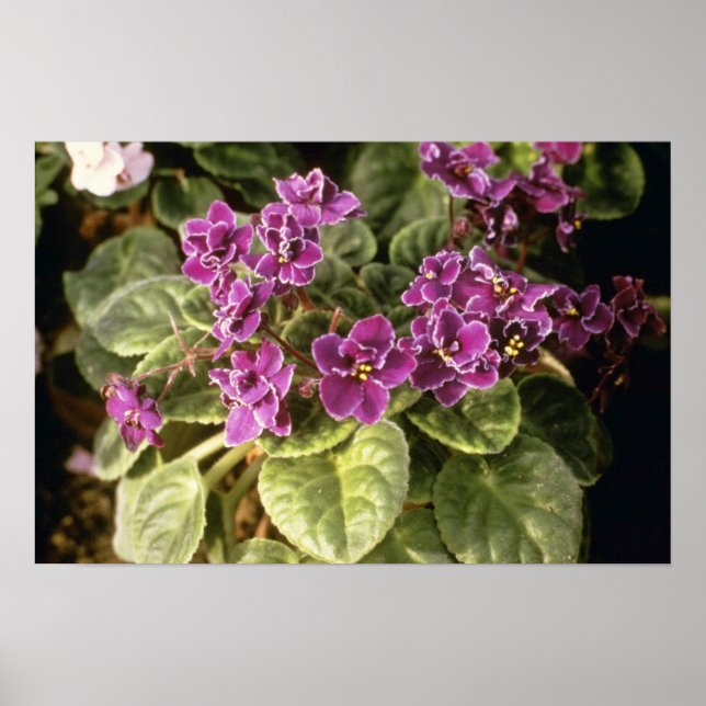 Póster Lavanda Saintpaulia "Escolha Roxa" (African Viol (Frente)