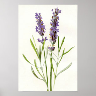 Póster Lavanda Vintage