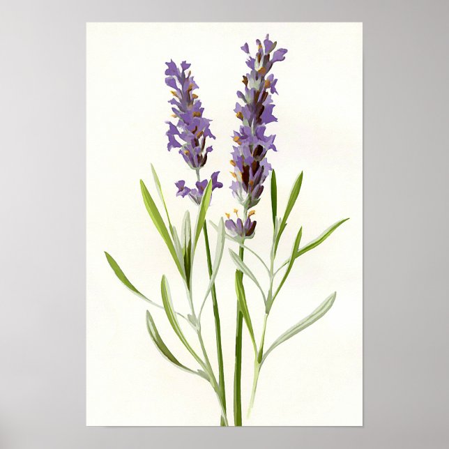 Póster Lavanda Vintage (Frente)