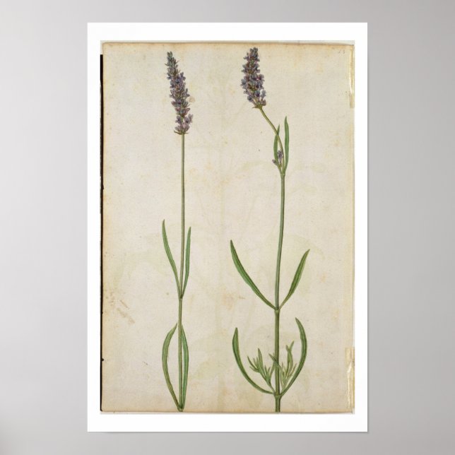 Poster Lavandula officinalis (antiga Lavanda inglesa), c. (Frente)