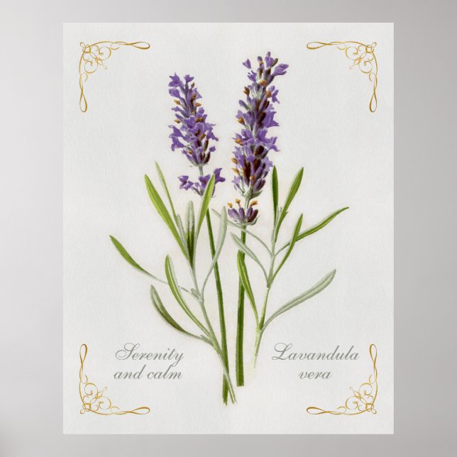 Poster Lavandula Pintada, Serenidade Vera e Calma (Frente)