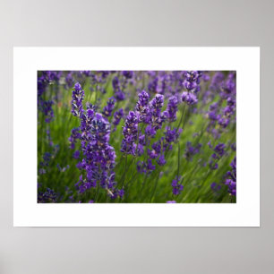 Póster Lavendar Lavendel