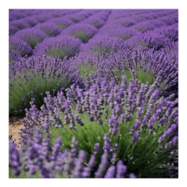 Póster lavender field