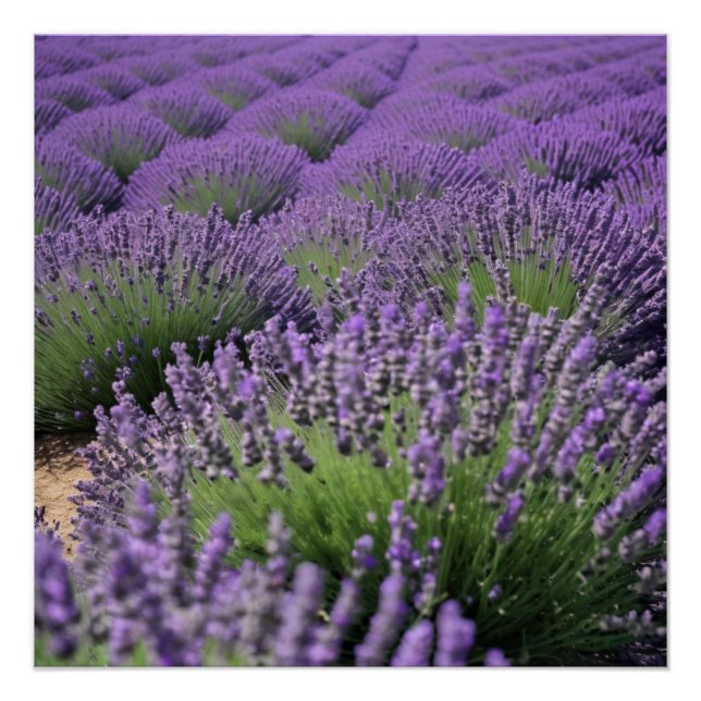 Póster lavender field (Frente)