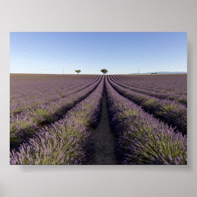 Poster Lavender field in Provence (Frente)
