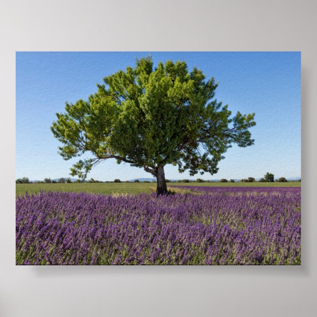 Poster Lavender field in Provence (Frente)