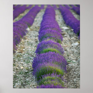 Póster Lavender field, Provence, France