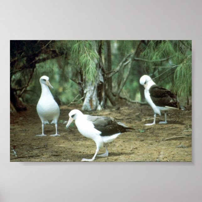 Póster Laysan Albatross (Frente)