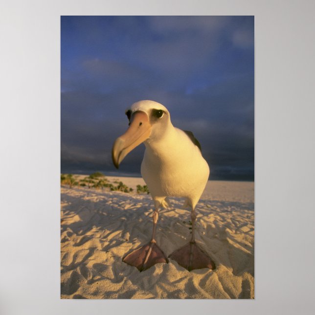 Poster Laysan Albatross, Diomedea immutabilis), (Frente)