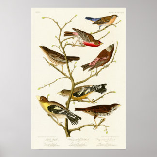 Poster Lazuli Finch John James Audubon Birds da América