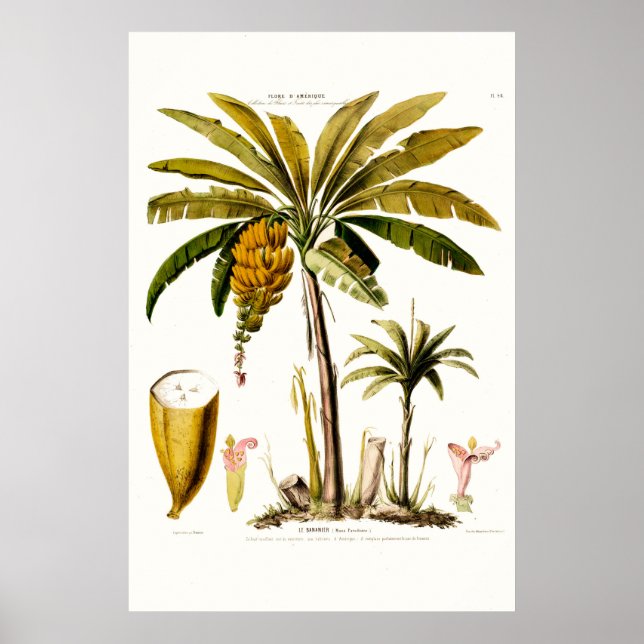 Poster Le Bananier Tropical Banana Tree Amerique (Frente)
