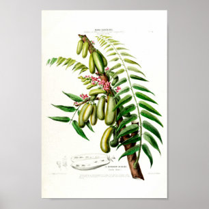 Poster Le Cornichon En Arbre Vintage Flore D Amerique