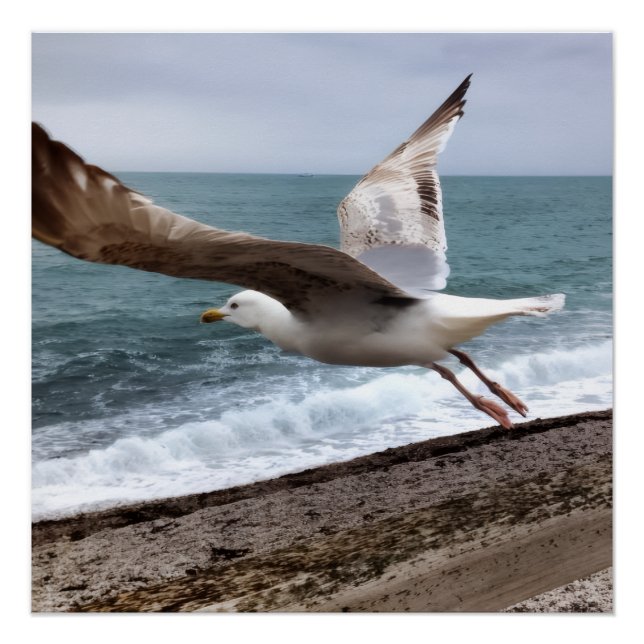 Póster Le Goëland d'Etretat français (Frente)