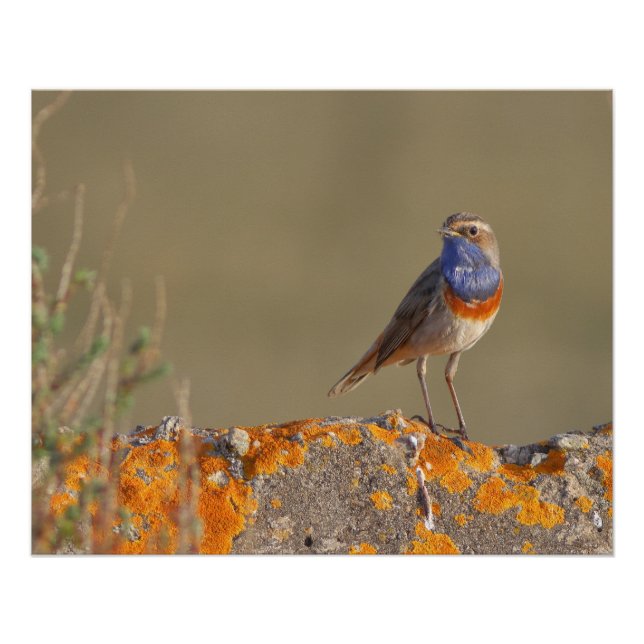 Póster Le gorgebleue à miroir  (Frente)