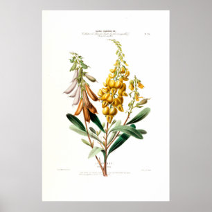 Poster Le Jouet Ouro Amarelo Botânico Floral Amerique